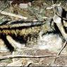 Example of what a striped rabbit looks like.