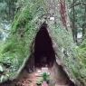 In the Forest