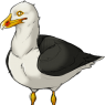 Joan's seagull - a black backed gull.