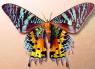 The wing pattern and color basis for Tarhe