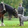 Basic size reference; Cherry is comparable to the miniature horse.