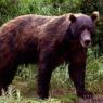 Just an idea of how he looks in bear form only his eyes stay very blue