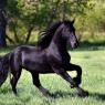 In the RPs where he has a horse, Victor's horse is a Friesian Stallion called Phantom.