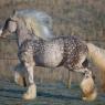 Evan's beloved mare (Gypsy Vanner)