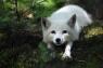 look, it's a white fox.