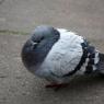 When pigeons get cold, they tuck their necks in and prune their feathers to make themselves warmer.