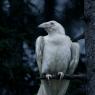 Absinthe, pet female white raven.