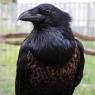 Hitchcock, pet male Craven (part crow part raven).