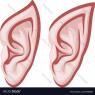 (ears are shaped like this in human form. The tip moves- just like any animal when feeling emotions. (her ear is set higher- started at her eyebrow line and slightly brought back more on the sides of her head- giving her better hearing)