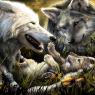 kailey is white wolf. koriias is gray wolf and the pup is stormwyn